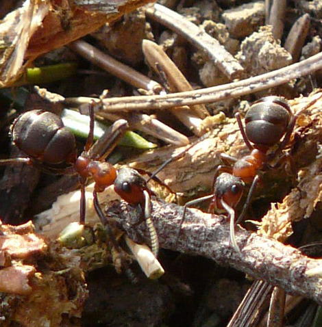 ants-3949_640
