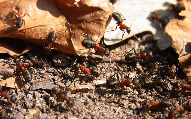 insect-56812_640